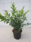 Preview: Süssbeere - Fleischbeere Dragons Gate - Sarcococca ruscifolia Dragons Gate